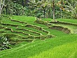 All kinds of shades of green in the rice paddies of Bali