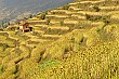 The rice and wheat terraces of the Annapurna Region, Nepal