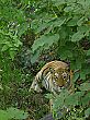 Viewing a wild tiger from the safety of an elephant's back, Panna National Park, India