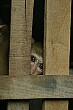 A caged monkey outside a guesthouse peers out at passers-by; Laos