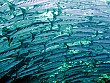 Schools of cheveron barracuda swim in a tornado around us, Sipadan Island, Malaysia